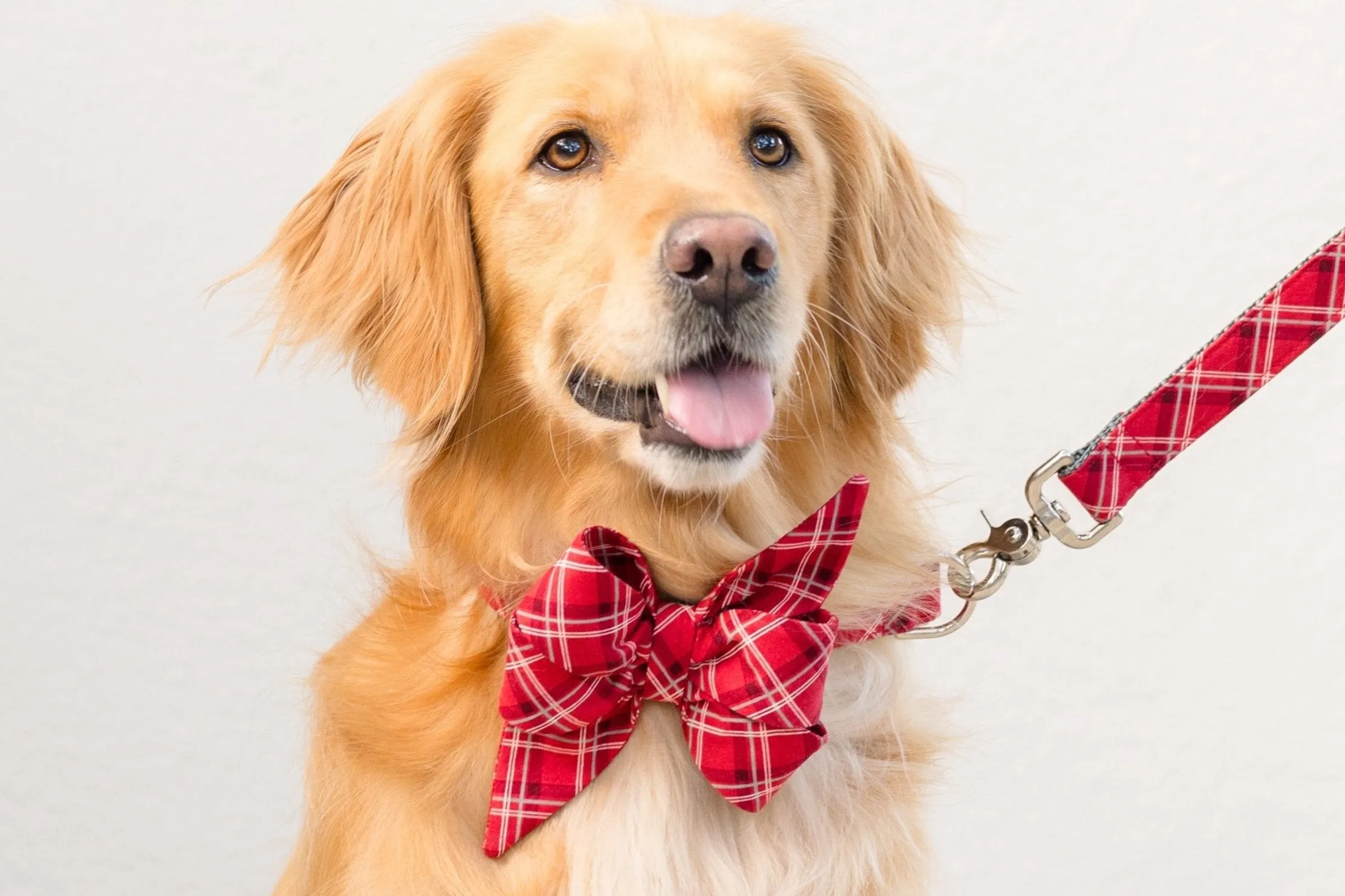 Charlies Plaid Belle Bow Dog Collar