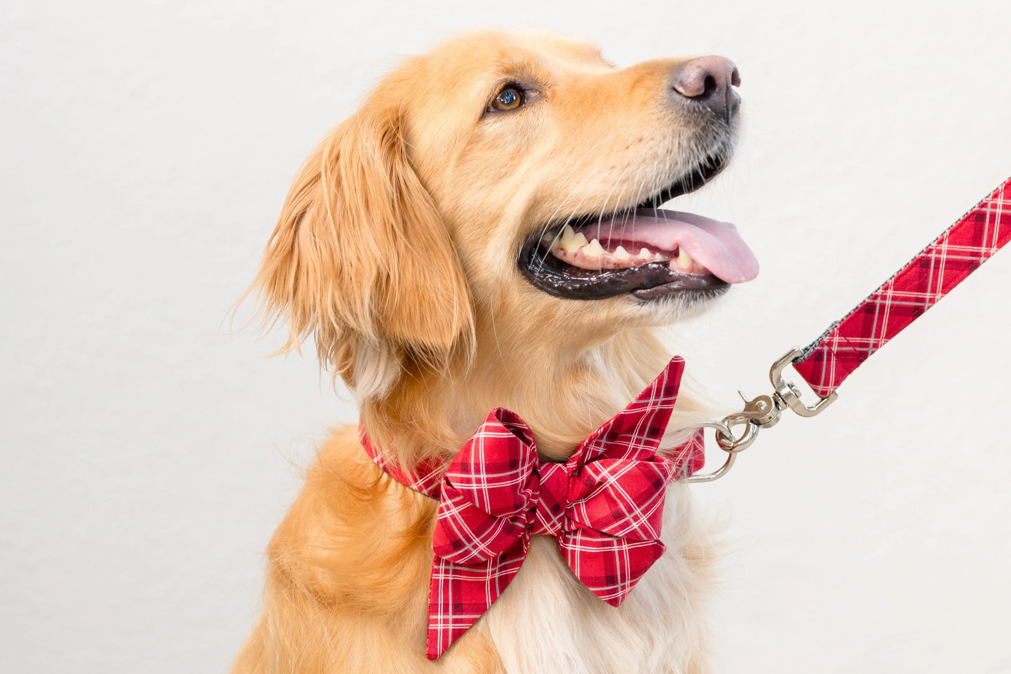 Charlies Plaid Belle Bow Dog Collar